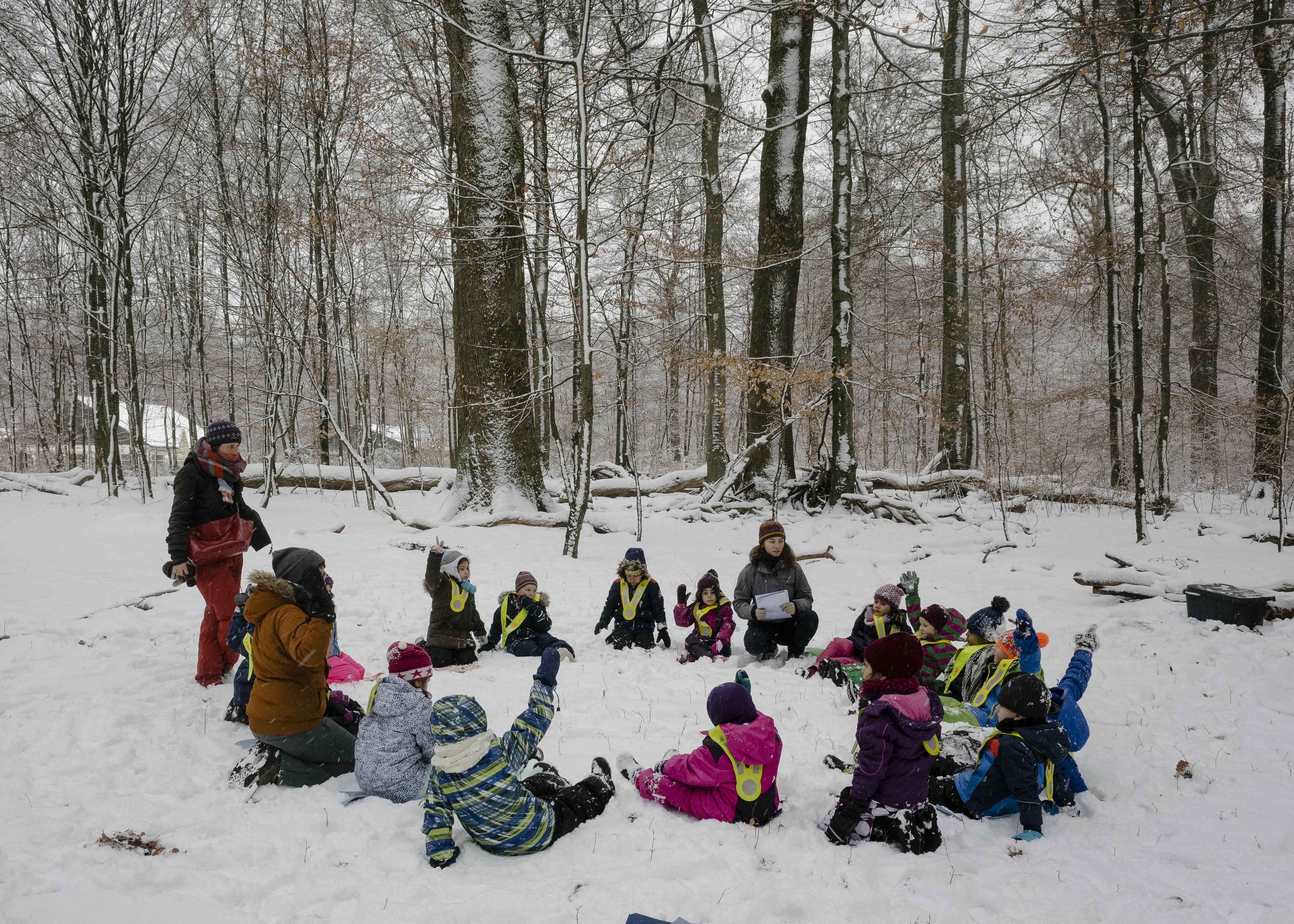 Dans la forêt d'hiver