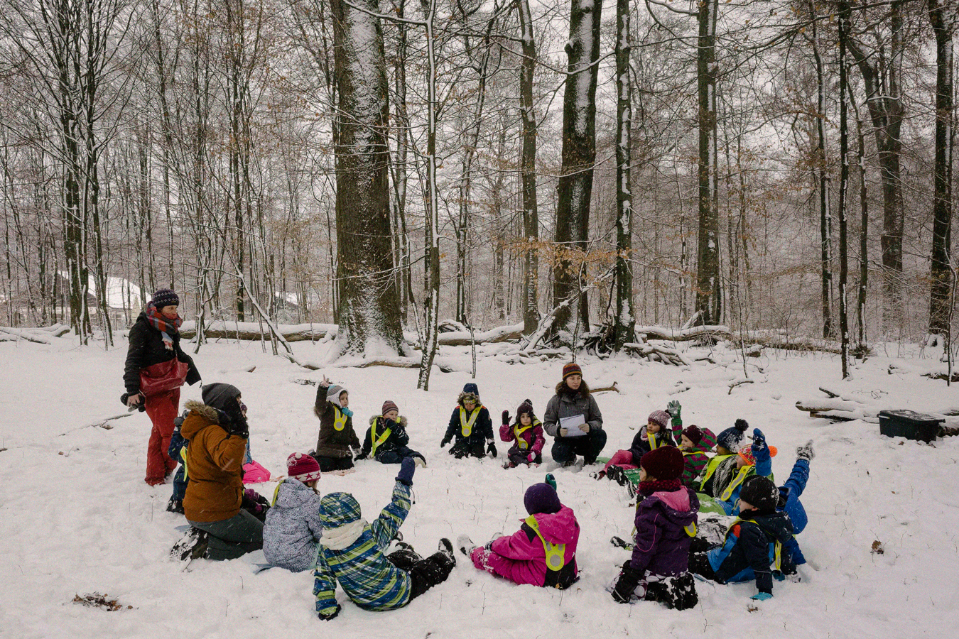 Dans la forêt d'hiver